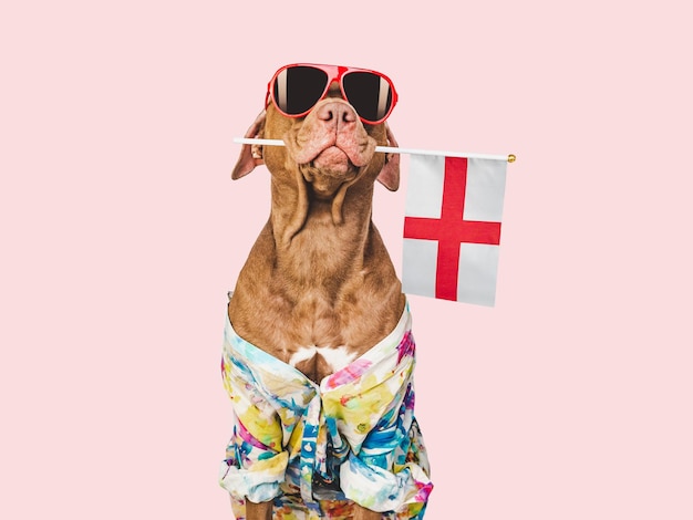 Sympatyczny śliczny pies i flaga Anglii