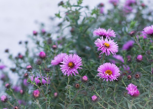 Symphyotrichum novibelgii, znany również jako aster nowojorski, rodzaj z rodziny astrowatych