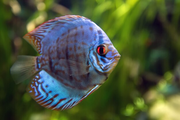 Symphysodon discus w akwarium