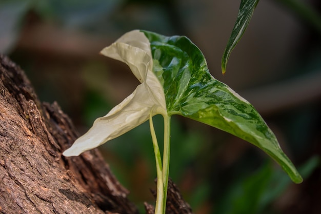 Zdjęcie syngonium albo biała odmiana roślina doniczkowa i rośliny liściaste zbliżenie liść