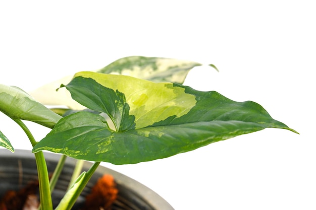 Syngonium podophyllum aurea różnorodny na białym tle