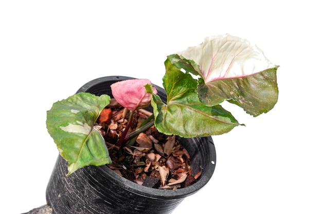 Syngonium Podophyllum Truskawkowy Garnek Z Lodem Aroid Kryty Domowa Roślina Na Białym Tle