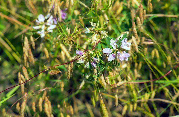 Synonim Coronilla varia powszechnie znany jako crownvetch lub purpurowy crown vetch