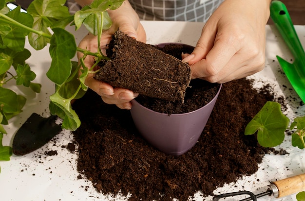 System korzeniowy rośliny doniczkowej to zbliżenie Koncepcja wyboru doniczki do przesadzania wybierając odpowiednią glebę