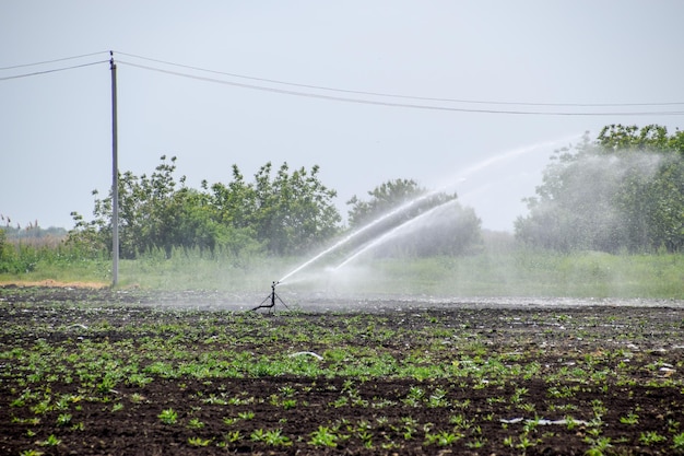 System nawadniania na polach melonów Nawadnianie pól Sprinkler