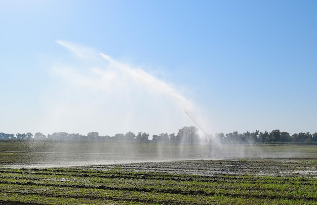 System nawadniania na polu melonów Nawadnianie pól Sprinkler
