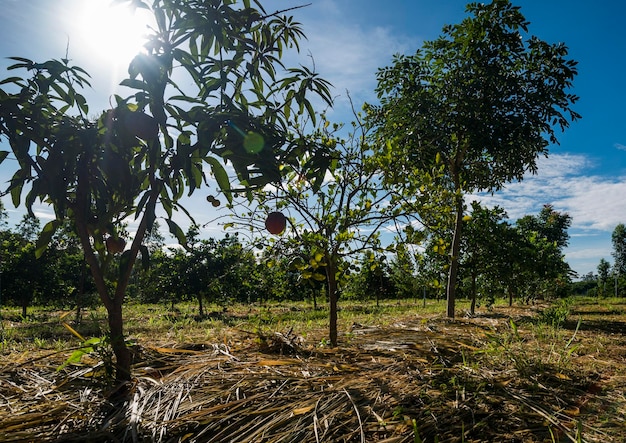 System Rolno-leśny Z Eukaliptusem Limonka Mandarynka Maniok Mango I Banany