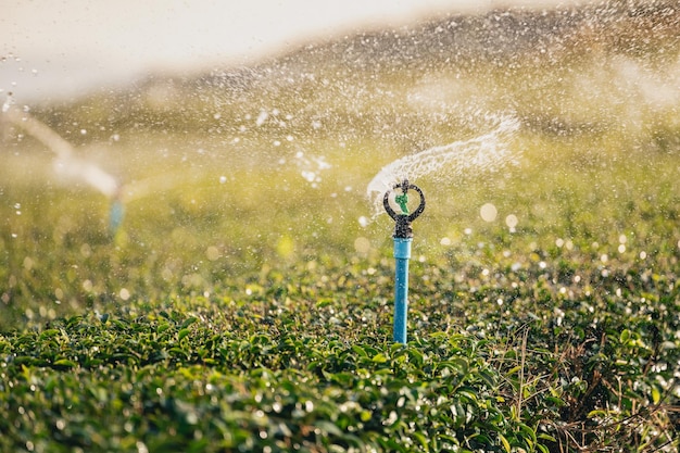 System Zraszania Wodą Działający Plantacja Liści Zielonej Herbaty Farma Ekologiczna świeże Liście Zielonej Herbaty Plantacje Zielonej Herbaty W Porannym Wschodzie Słońca świeżość Organiczny Ogród Herbaciany Na Tle Tapety