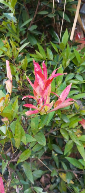 Syzygium smithii Rośliny zrobione z zbliżenia