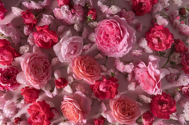 Szablon z miękkimi pastelowymi różowymi różami na różowym tle Kwiatowa ramka z różowych kwitnących kwiatów
