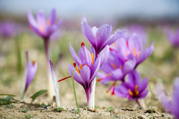 Szafran kwiaty na ziemi Crocus sativus fioletowa kwitnąca roślina do zbioru żniwnego