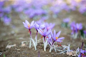Zdjęcie szafranowy kwiat na zmielonych krokusach fioletowy kwitnący zbiór zbiorów