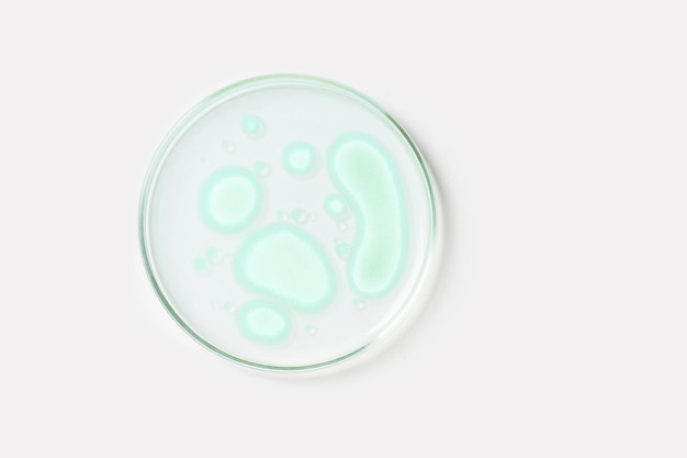 Szalka Petriego na jasnym tle Z jasnozielonymi skałami uprawianymi w laboratorium Wrażliwość bakterii lub wirusów na antybiotyki
