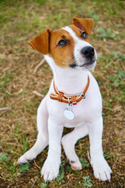 Szalony uśmiechnięty pies jack russel terrier na zielonej trawie