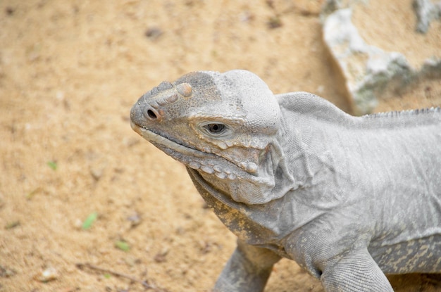 Szara iguana na piasku.