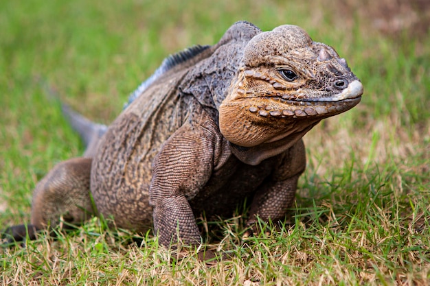 Szara iguana w dzikiej przyrodzie na Dominikanie