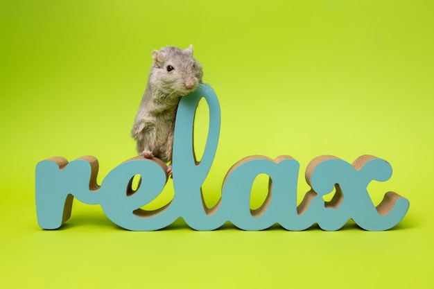 Szara mysz z drewnianym napisem relax