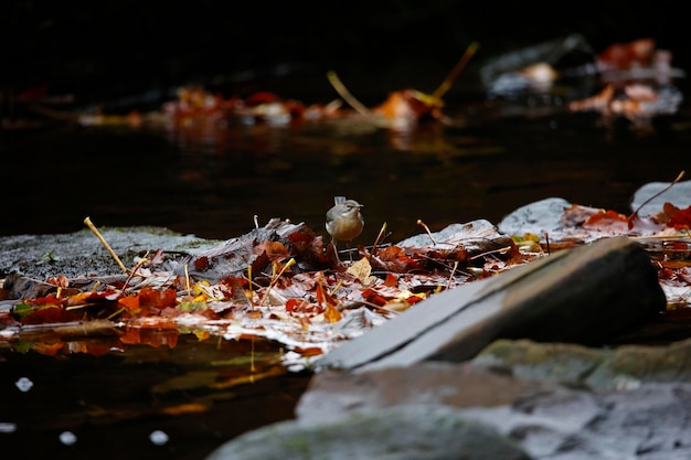 Szara pliszka szuka pożywienia wśród jesiennych liści
