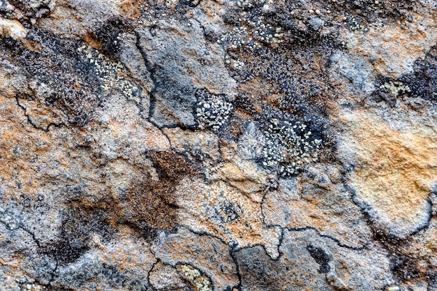 Szara powierzchnia skalna z kolorowymi porostami dla tła lub tekstury