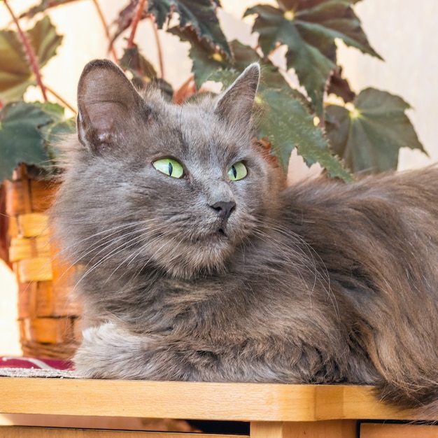 Szara, puszysta cipka siedzi w pobliżu rośliny doniczkowej i ostrożnie patrzy w górę. Portret kota z bliska
