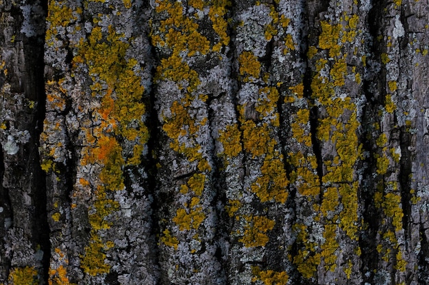 Zdjęcie szara tekstura kory drzewa w zielonym mchu koncepcja ekologiczna natura tło