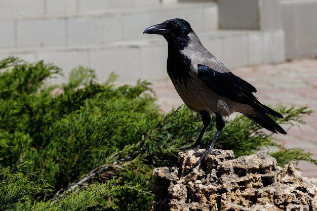 Zdjęcie szara wrona, wrona kapturowa (corvus corone cornix) w parku