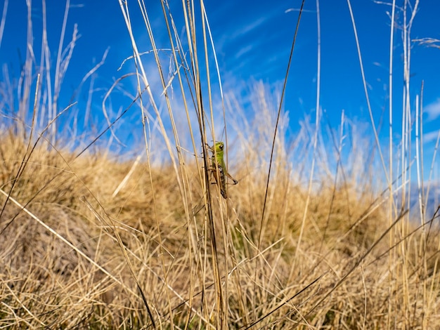 Zdjęcie szarańcz na liście trawy