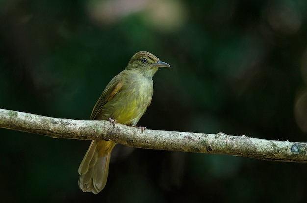 Szarooki Bulbul (Iole propinqua) na drzewie