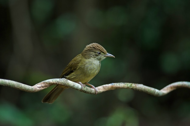 Szarooki Bulbul (Iole propinqua) na drzewie