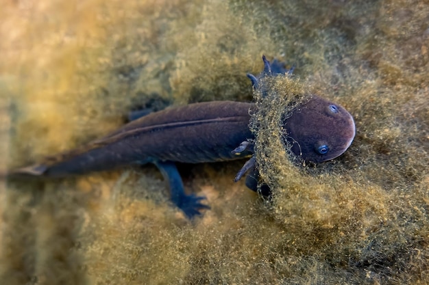 Szary aksolotl w wodach meksykańskich, ukazujący swoje unikalne cechy lądowe i żywą płetwę