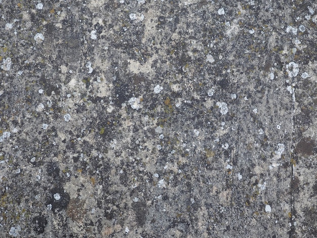 Szary beton tekstury tło z mchem