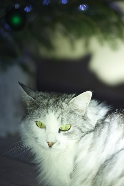 Zdjęcie szary biały domowy puszysty kot pozujący na tle świateł choinki