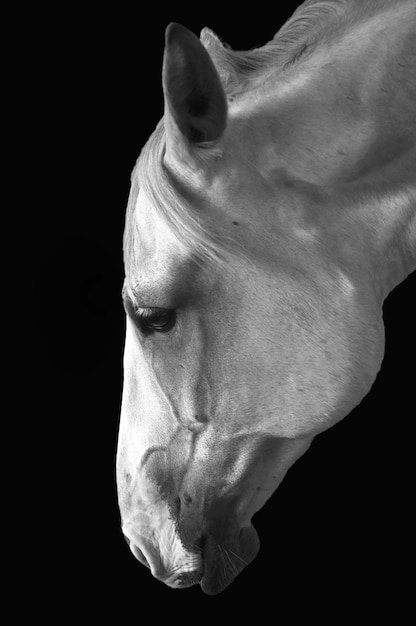 Zdjęcie szary boczny profilowy obraz białego konia pochylającego się na czarnym tle