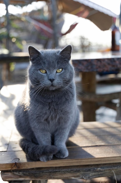 Szary brytyjski kot siedzi na ławce na podwórku i patrzy w kamerę