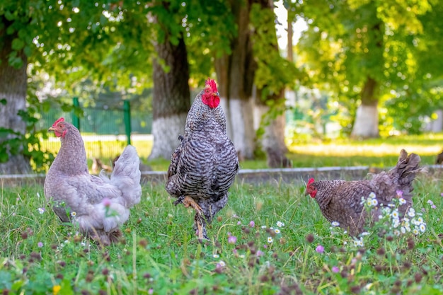 Szary cętkowany kogut i kurczaki w ogrodzie gospodarstwa na trawie w poszukiwaniu pożywienia