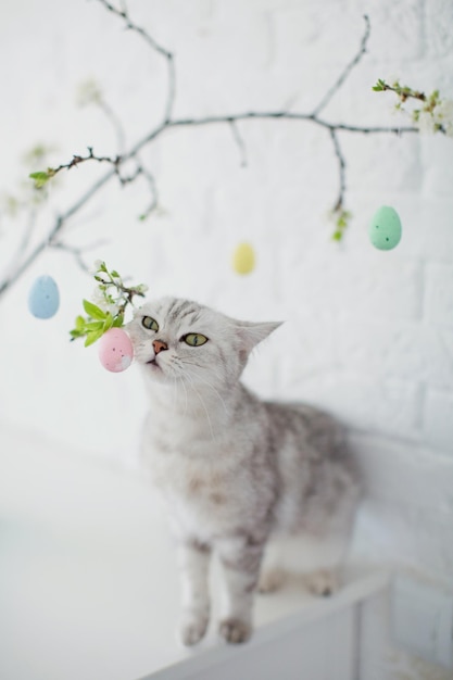 Szary kot bawiący się małymi pisanki Wielkanocna choinka w niebieskim wazonie z kolorowymi jajkami na białym tle