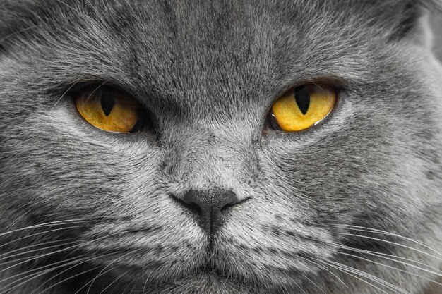 Szary kot brytyjski krótkowłosy z pięknymi oczami na białym tle