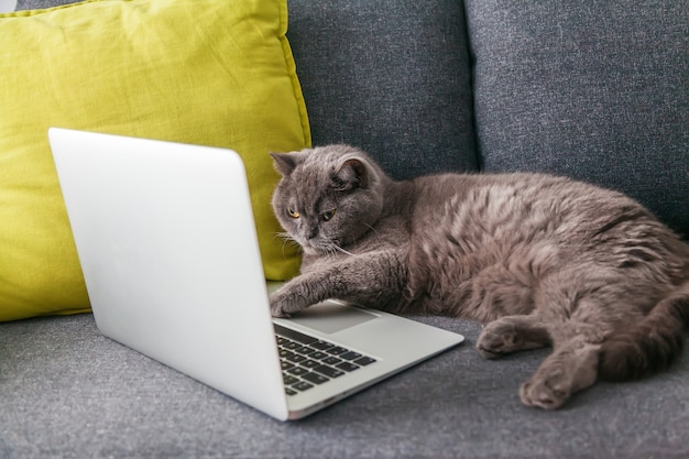 Szary kot brytyjski leżący na kanapie i pracujący na laptopie