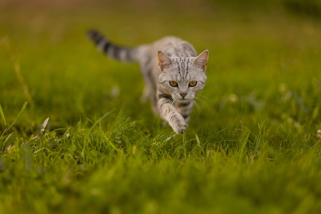 Szary Kot Domowy Chodzący Po Zielonej Trawie