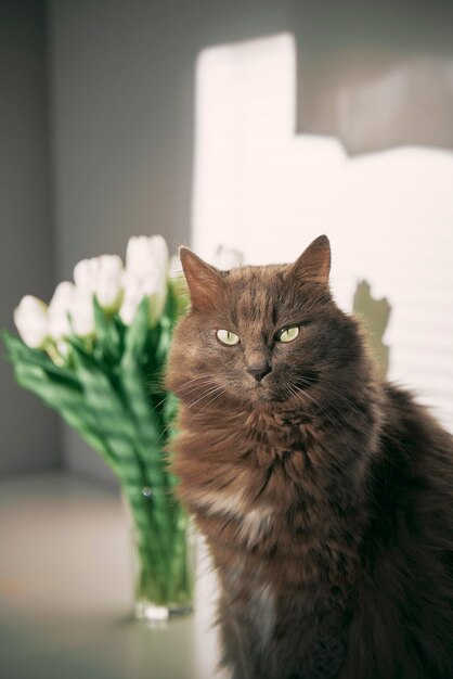 Szary kot domowy i białe tulipany