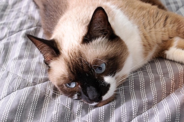 Szary kot o niebieskich oczach leżący na łóżku