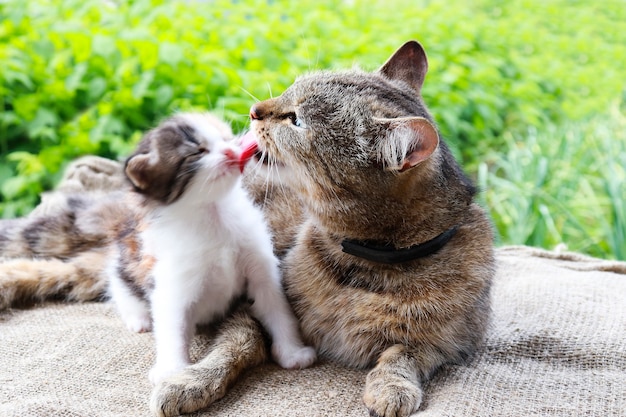 Szary kot opiekuje się swoim małym kotkiem