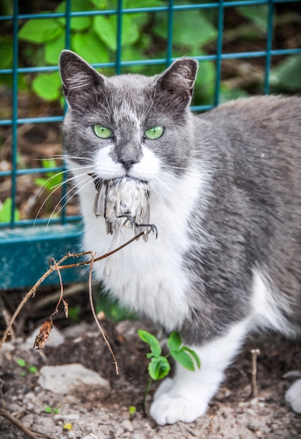 Zdjęcie szary kot po polowaniu w ogrodzie