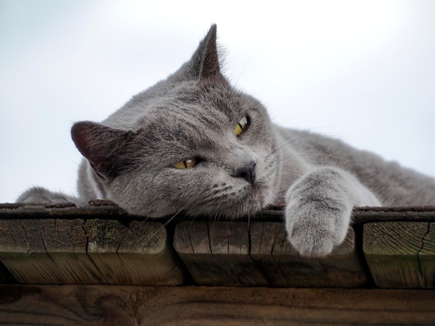Zdjęcie szary kot relaksujący