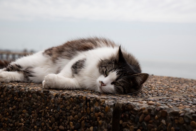 Szary kot siedzi na kamiennym zbliżeniu na tle rozmytego brzegu morza
