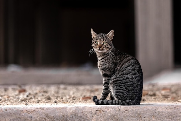 Szary kot siedzi w ruinach budynku mieszkalnego. Zdjęcie wysokiej jakości