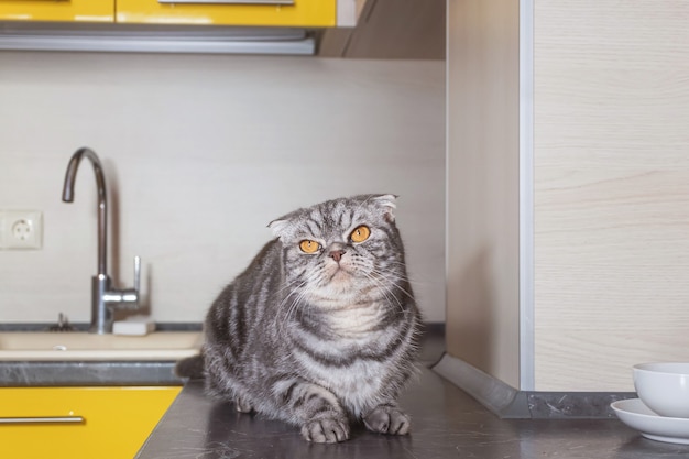 Szary kot szkocki zwisłouchy siedzi na stole w kuchni. Koncepcja odsadzania zwierząt domowych od wspinania się na stół.