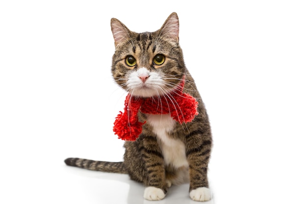 Szary kot w czerwonym szaliku