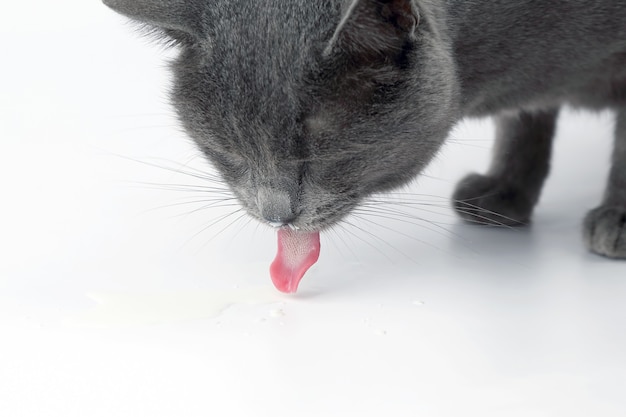 Szary kot z językiem wychodzącym pijąc mleko na białej powierzchni