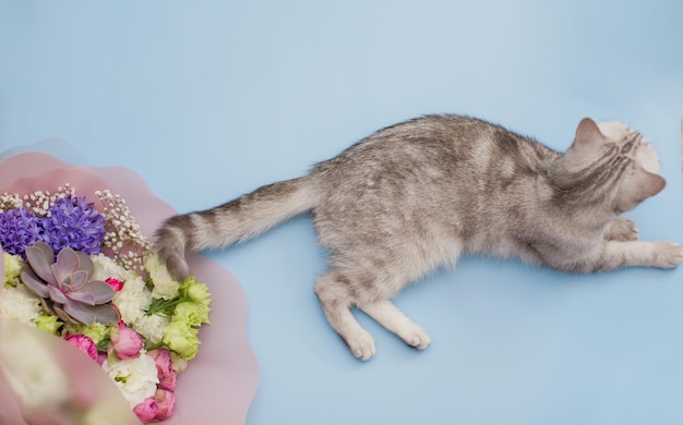 Szary kot z pięknym bukietem na niebieskim tle Koncepcja dostawy kwiatów